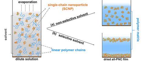 吉林大学钱虎军教授研究团队 Macromolecules：全高分子纳米复合物薄膜中溶剂效应驱动的单链纳米粒子界面偏析中国聚合物网科教新闻