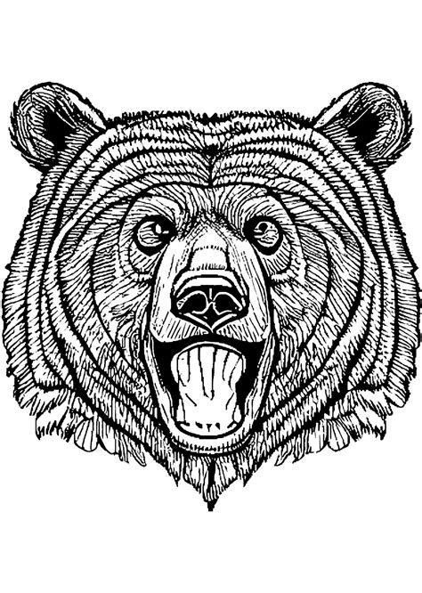 Grizzly Bear Coloring Page · Creative Fabrica