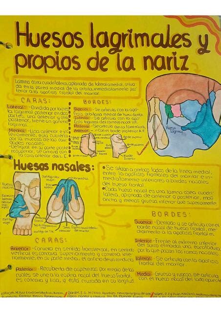 Huesos Lagrimales Y Propios De La Nariz Liz Parra Udocz