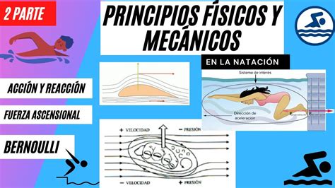 Principios F Sicos Y Mec Nicos Bernoulli Acci N Y Reacci N