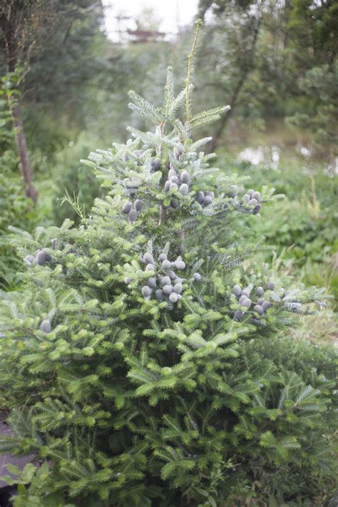 Пихта сибирская Abies sibirica - купить саженцы пихты в Санкт ...
