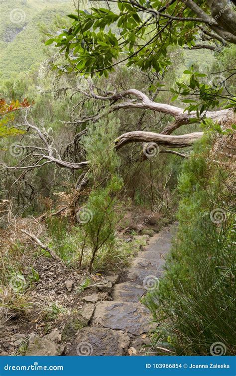 Laurel Forest On Madeira Island, Portugal Royalty-Free Stock Image | CartoonDealer.com #84619348