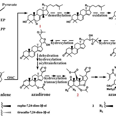 Hypothetical Pathway Of Azadirachtin Biosynthesis In A Indica