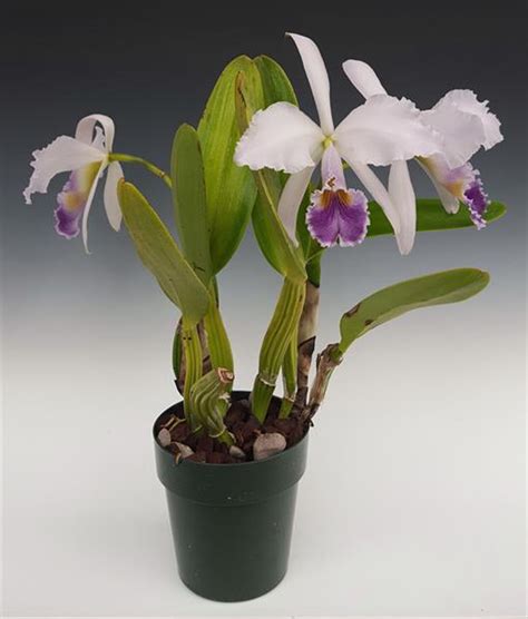 Cattleya Gaskelliana Var Coerulea Blue Dragon X Self Orchidweb