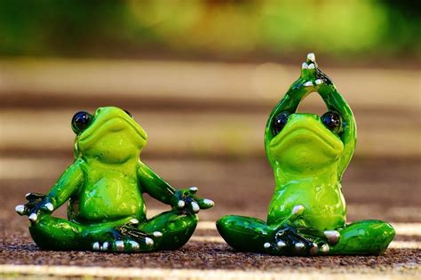 Funny Frog Doing Yoga Free Image Download