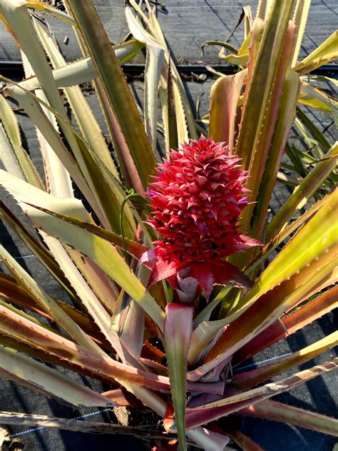 Red Pineapple Plant – Miami Fruit