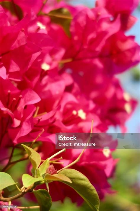 Image Of Tropical Pink Bougainvillea Flowers Bracts Closeup Growing In