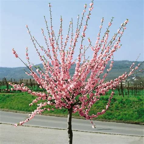 Миндаль трехлопастный. Слива трилоба штамбовая. Prunus triloba | PLANTE.md