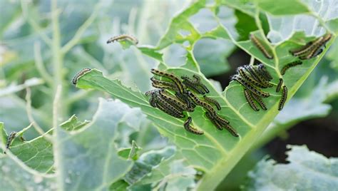 Est Pragas Nas Suas Plantas Aprenda A Identific Las E Como