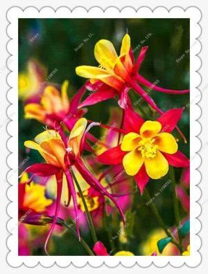 200pcs Columbine Seeds - BuyingSeed.com - Free Shipping - Up to 70% OFF