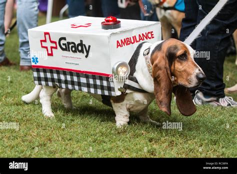 A cute basset hound wears an ambulance costume with flashing lights at ...