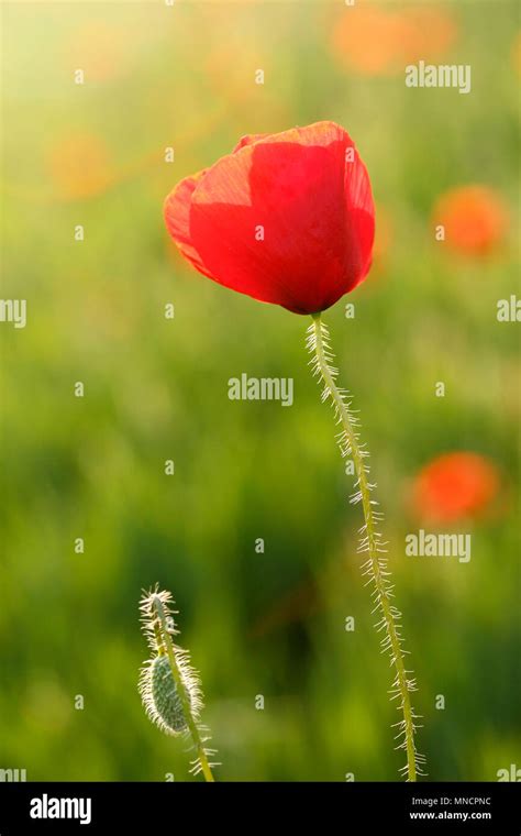 Papaver Rhoeas Blooms Hi Res Stock Photography And Images Alamy