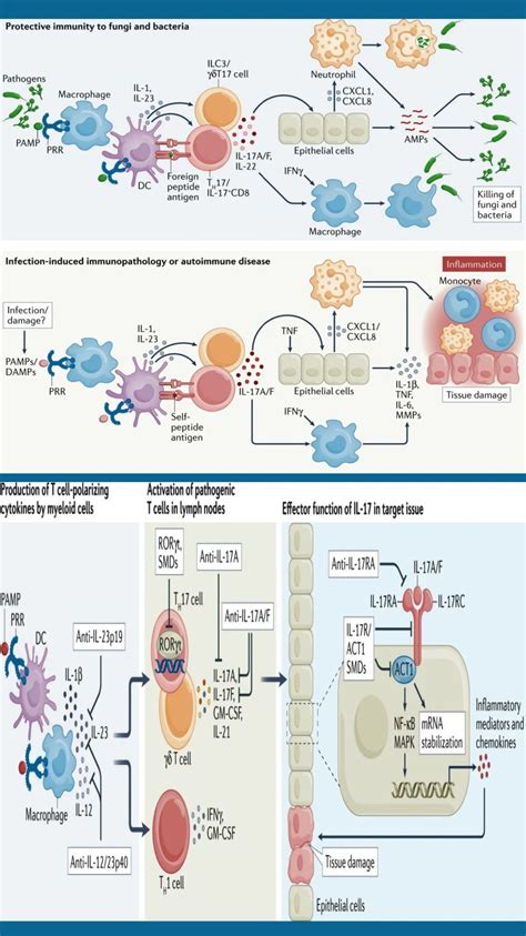 il  control cells protection  pathology drrashidi abdillahi dachi