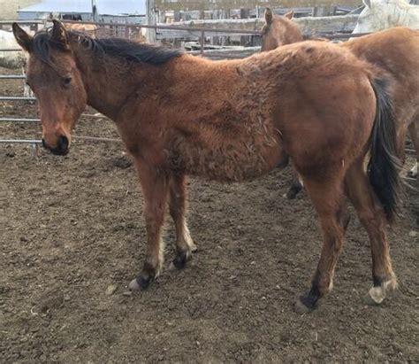 AQHA Yearling Bay Colt Timber Lake SD