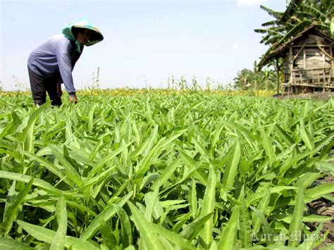 Cara Menanam Kangkung Yang Paling Mudah