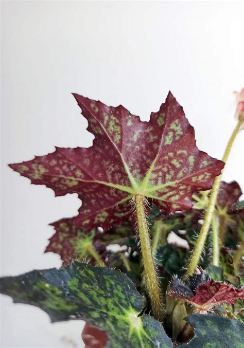 Begonia cleopatra - BEGONIASYMAS.COM