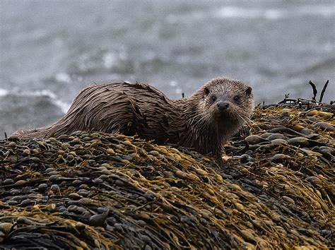 Alan James Photography : Wildlife of the Isle of Skye