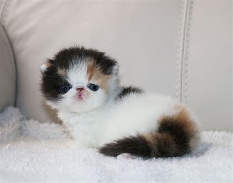 Persian Cat Calico - The Best Dogs And Cats