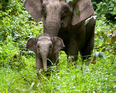 Three U.S. Zoos Team Up to Save Rare Borneo Elephants - The Houston Zoo