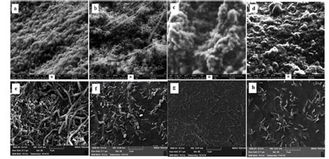 Environmental scanning electron microscope (ESEM) observations of ... 