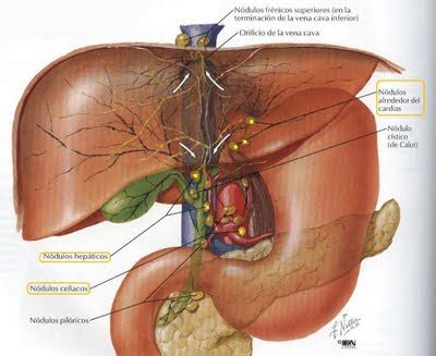 SAÚDE MEDICINA E ENFERMAGEM Distúrbios da Vesícula Biliar