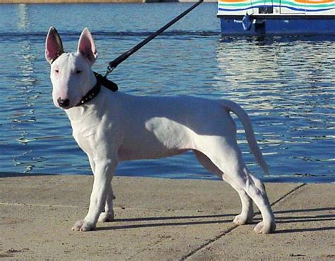 Spuds Mackenzie Dog Breed Dog Breeds