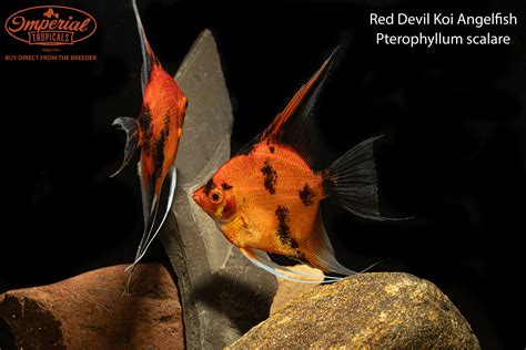 Red Koi Angelfish Pterophyllum Scalare Shop Imperial Tropicals