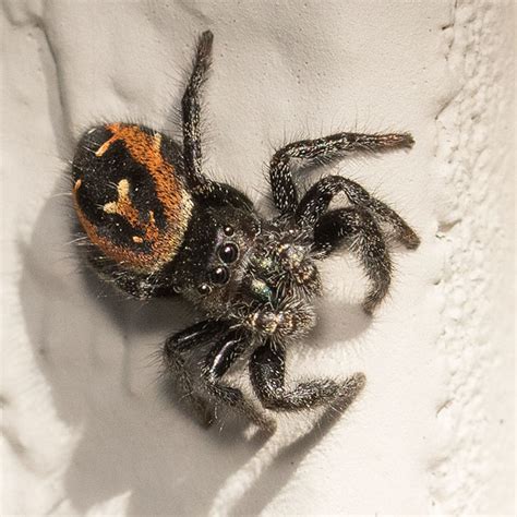 Phidippus Johnsoni Johnson Jumper Photo Joseph V Higbee Photos At