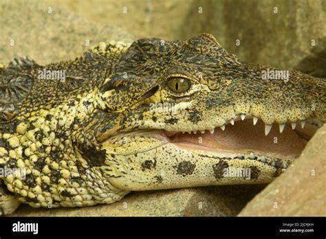 Cuban crocodile (Crocodylus rhombifer) a single Cuban crocodile resting with his mouth open ...