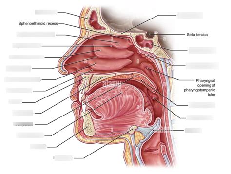 Sinuses Diagram Quizlet