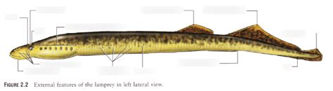 External Anatomy of Lamprey Diagram | Quizlet