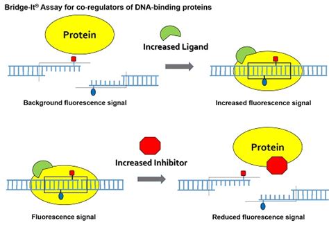 Bridge-It® Assay Platform Technology - Mediomics