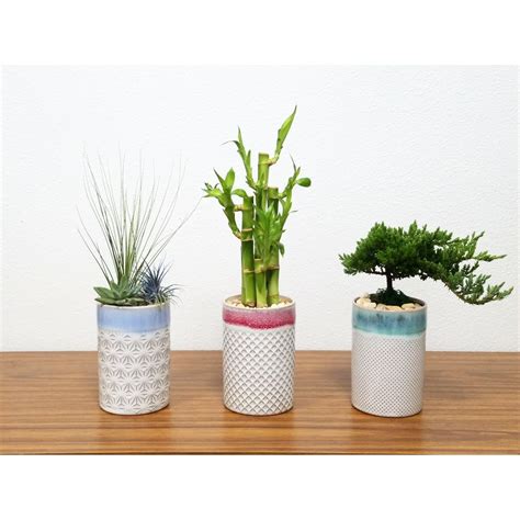 Texture Vase With Lucky Bamboo Pack Truck Ltl Shipping Pick Up