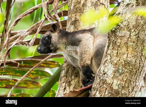 Lumholtz S Tree Kangaroo Dendrolagus Lumholtzi Adult In Tree