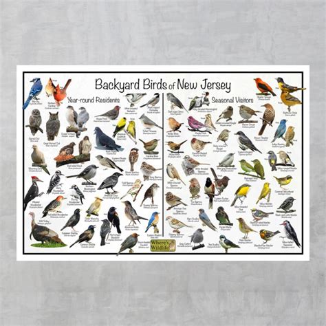 Backyard Birds of New Jersey Bird Identification Poster Divided into ...