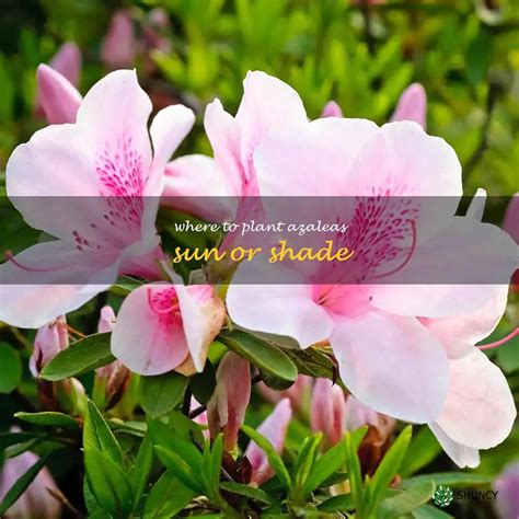 A Guide To Growing Azaleas Sun Or Shade What S Best For Your Garden