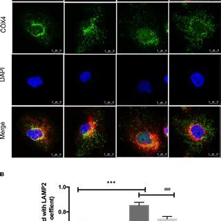 HuR Regulates Hypoxiainduced Mitophagosome Formation In Renal Tubular