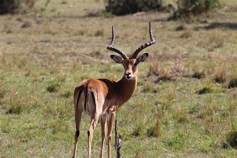 Antelope with Big Antlers Standing in Grass Field · Free Stock Photo