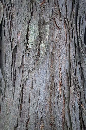 Shagbark Hickory Tree Bark Stock Photo - Download Image Now - iStock