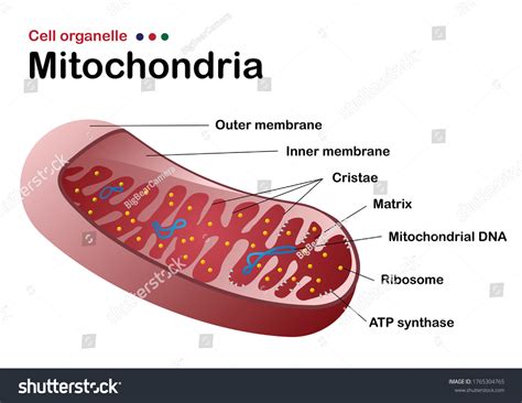 Biology Diagram Show Structure Mitochondria One Stock Vector (Royalty Free) 1765304765