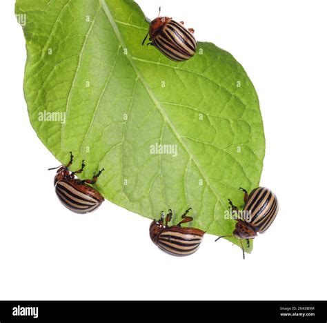 Many Colorado Potato Beetles On Green Leaf Against White Background