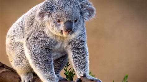 Koala Bear Wallpaper (64+ images)