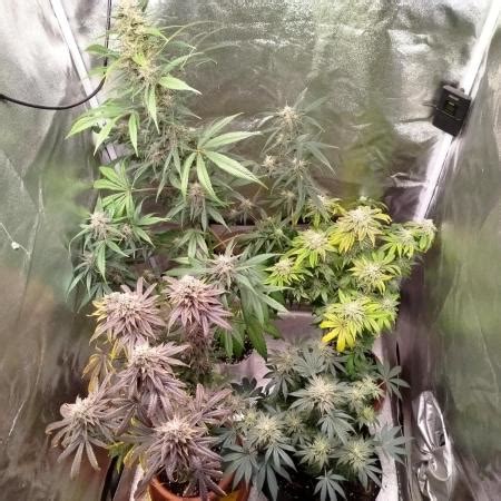 Red Hot Cookies Grow Journal By MrPipi GrowDiaries