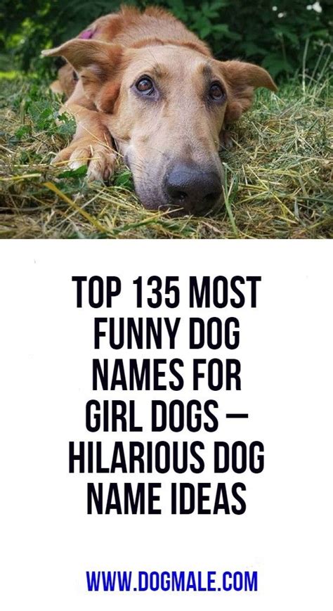 Top 135 Most Funny Dog Names For Girl Dogs Hilarious Dog Name Ideas