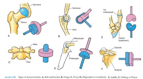 Classification Of Synovial Joints