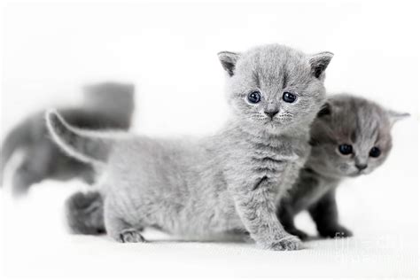 Blue-eyed baby cats standing. British shorthair. Photograph by Michal ...