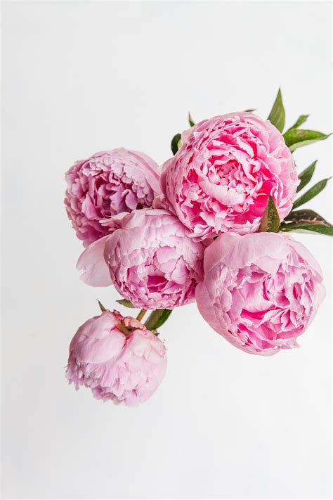 Pink Peonies on a White Background · Free Stock Photo