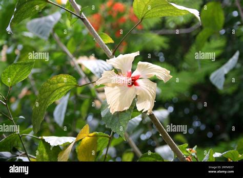 Peach Colored Chinese Hibiscus Hibiscus Rosa Sinensis In Bloom Pix