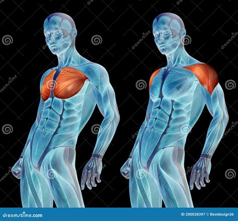 Anatomy Of Chest Muscles / Chest Muscles How To Use The Chest Anatomy ...