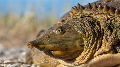 Kansas Herpetofaunal Atlas